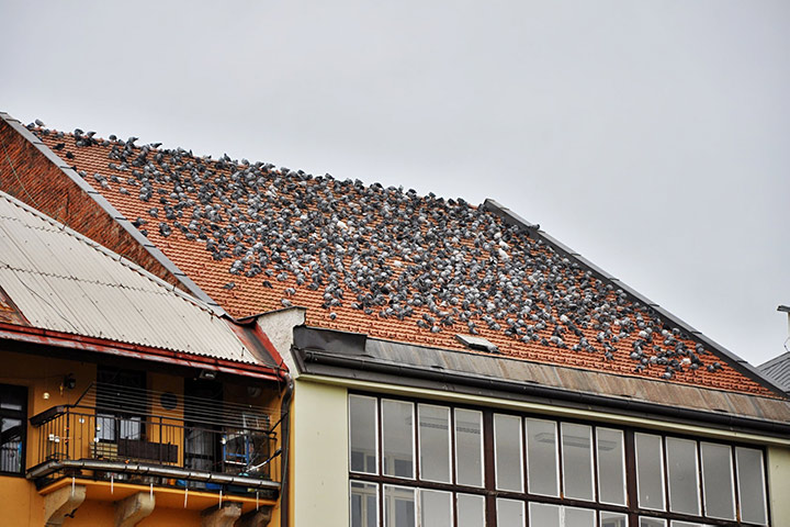 A2B Pest Control are able to install spikes to deter birds from roofs in Aldershot. 