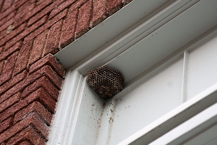 We provide a wasp nest removal service for domestic and commercial properties in Aldershot.
